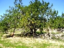 Finca en Cervera