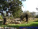 Finca Cervera, Dreier