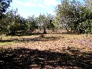Propriété Rurale en Cervera